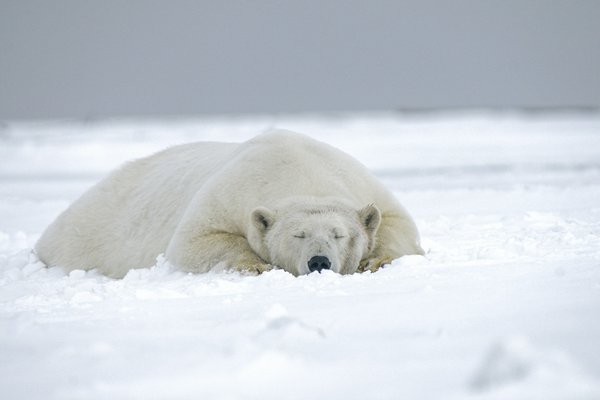 Comment organiser une expédition pour observer les ours polaires au Svalbard, Norvège?
