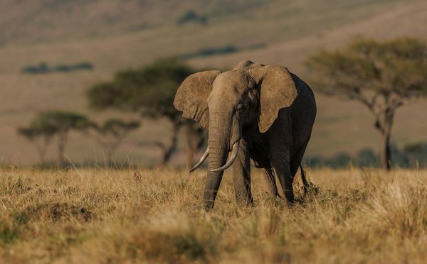 Comment planifier un safari pour observer les éléphants en Tanzanie ?
